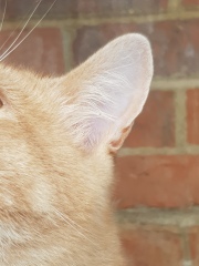 mystery scratching