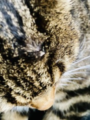 What is this thing on my cat's head?