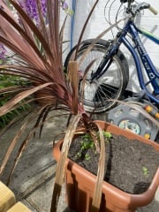 Wind has pushed over my Cordylines- can it be rescued?