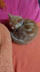 Welcome Sonny - a kitten appreciation thread
