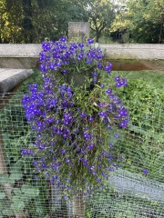 Hanging flower bags anyone?