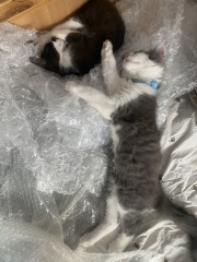 What kind of kitten might this be ?