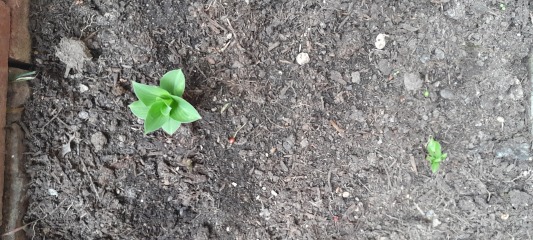 I bought 160 bare root  perennials for £40!