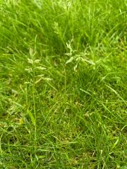 What’s this weed(?) in my lawn and how do I get rid of it?