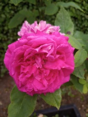 Rose Appreciation Thread