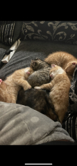 Advice please! Cat close to birth?