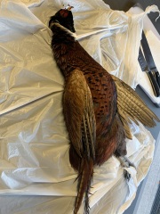 Who to ring about bird hit by car