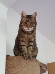 Thug cat part 5 - For he will not do destruction, if he is well-fed, neither will he spit without provocation.