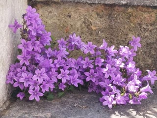 What are these pretty little things?