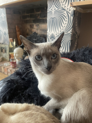 My Siamese is under house arrest and not happy