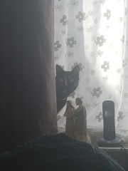 How can I sleep whilst also helping my little recue cat feel secure?