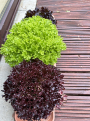 MsLatté’s Daebak Cybercafé (Kdrama addicts #41): A poorly anticipated placeholder thread to contain the Filthy Noonas’ ongoing musings on all things Korean, with Japanese and Chinese sprinkles