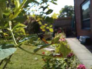 What kind of bugs are these?