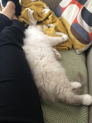 Has anyone’s cat had bad flu, please?