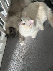 Pamela - Bile Duct Cancer, thread 4, London has given me a chance! 