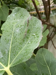 Black patches on fig leaves - pics attached