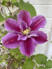 Pamela thread 3 - Bile Duct Cancer, off to London! 