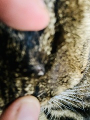 What is this thing on my cat's head?