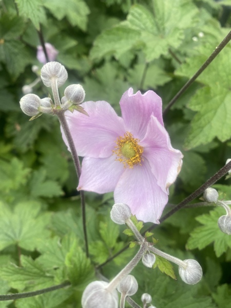 Which plants in your garden do insects love?