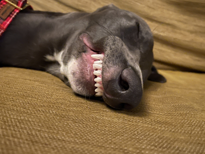 What's your pet doing right now?