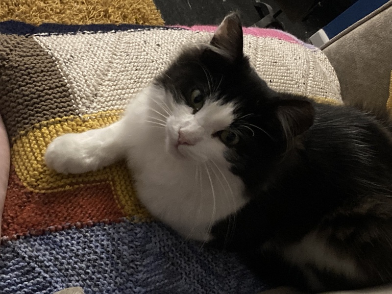 I appear to have cats