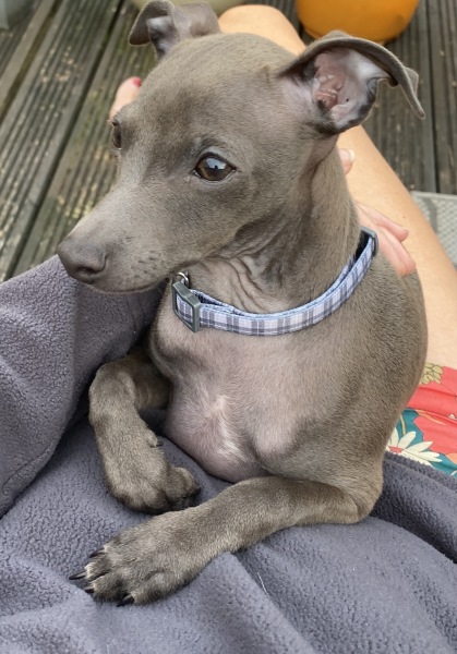 Puppy survival thread part 2