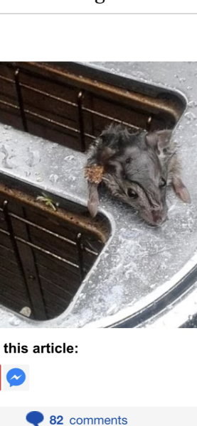 Mice in DM’s house