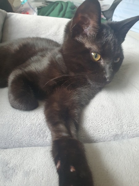 About new kitten?