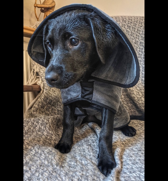 Puppy survival thread part 2