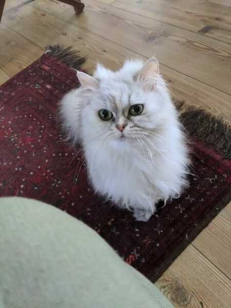 Does pine pellet litter really help with cats & IBS?