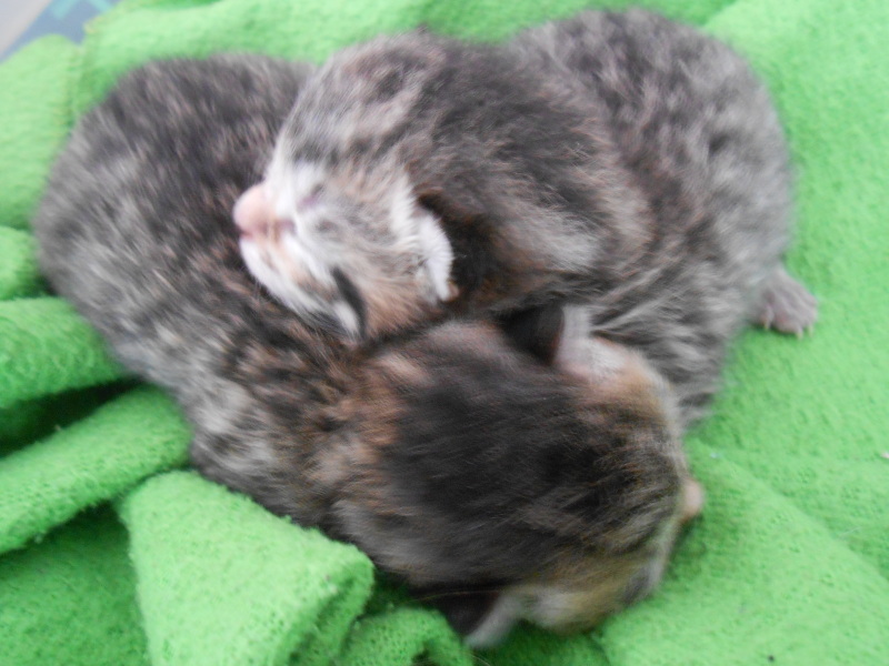 Cat just had kitten help