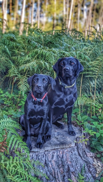 What food do you feed your gun dog breed