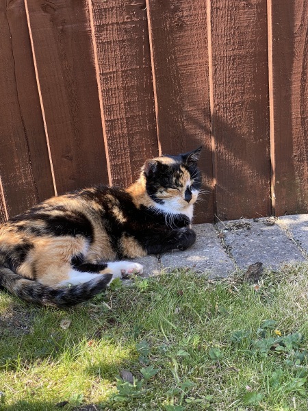 A thread for older cats 10+