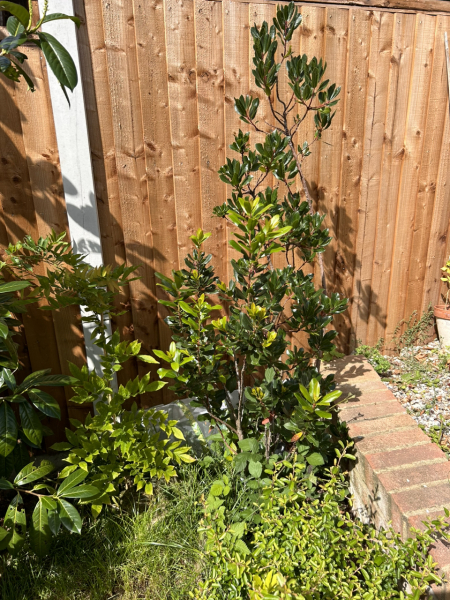 Which tree for garden?