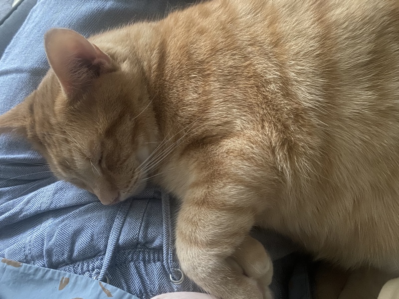 Can you persuade this cat to become a "lap cat"?