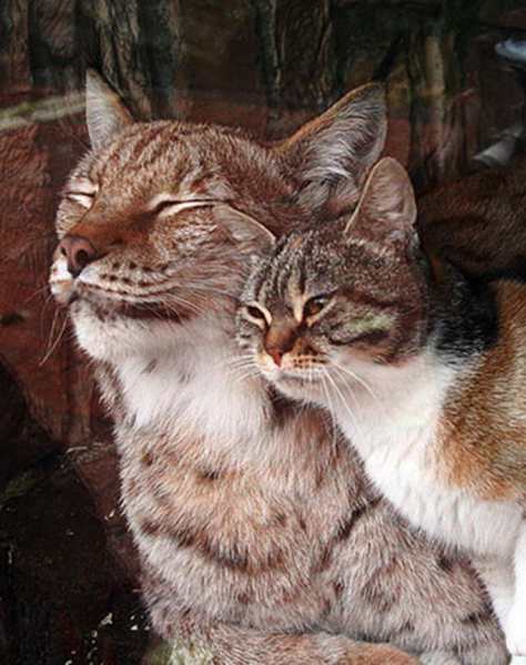“Possible evidence of big cat in wild in new clearest picture”