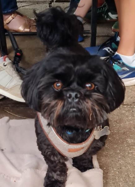 How do I know if my dogs happy