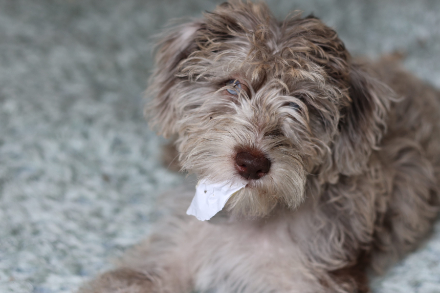 Puppy survival thread part 2