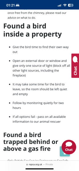 Help! Bird in bed