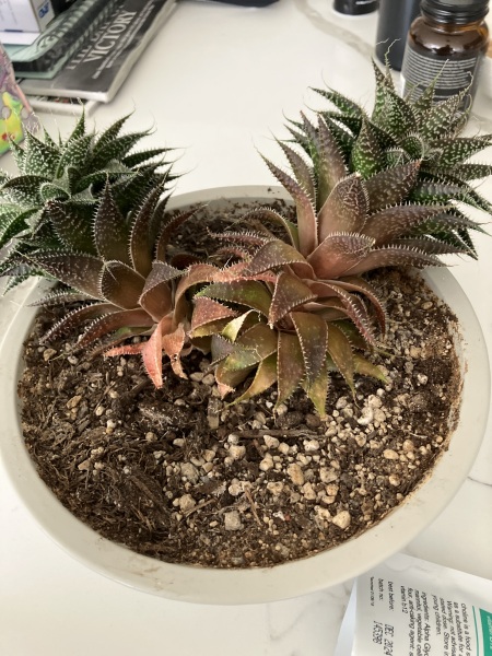 Troublesome succulent