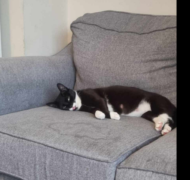 Rescue cat is suddenly very pregnant | UPDATE: we have kittens!