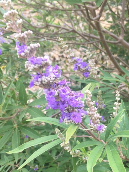 What is this shrub please?