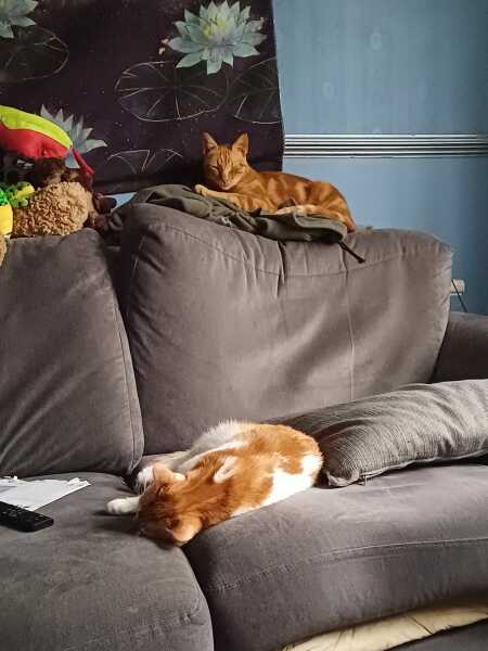 A Very Great Quantity Of Excellent Cats