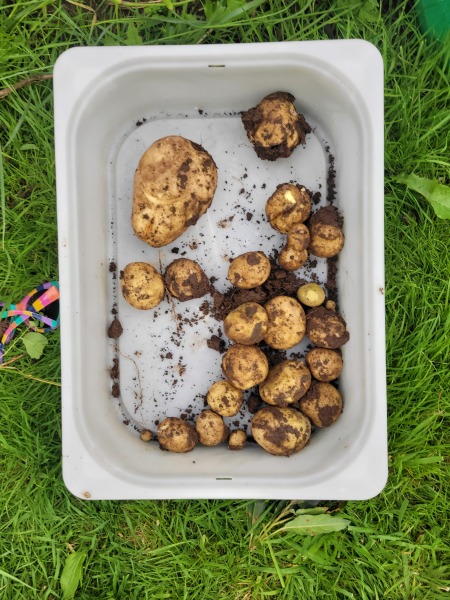 Countdown to Christmas 2023: launching into summer with more Christmas planning (thread 2) 