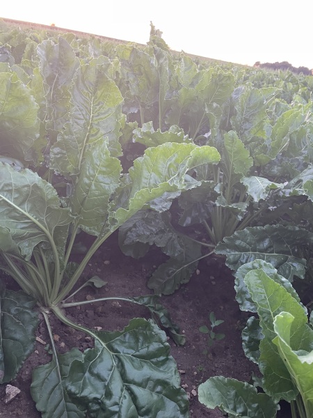 To tell you how fucked UK agriculture is?