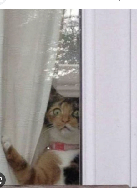 To break into my new neighbours house *THREAD 2*