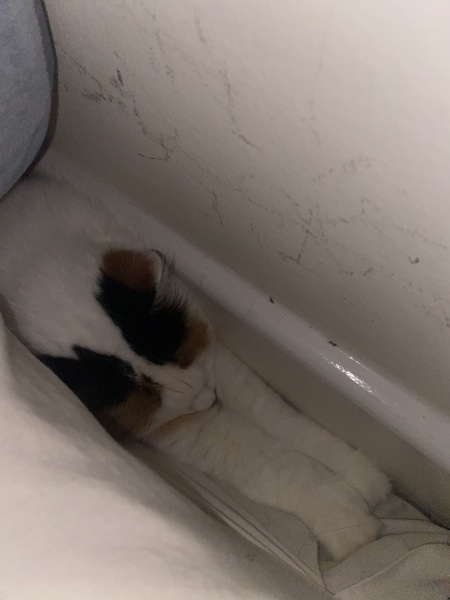 I get my cat back today!!!