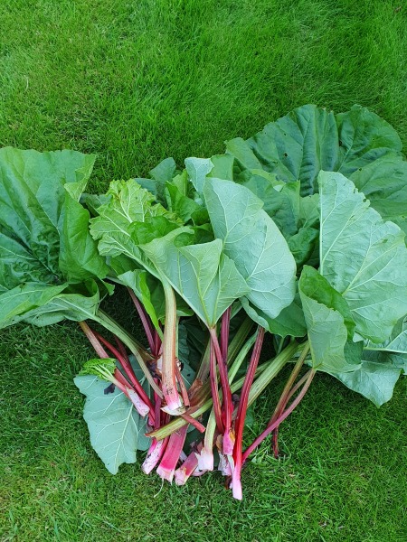 The Vegetable Patch Mark 2