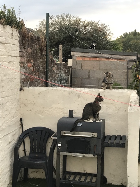 Neighbourhood cats?