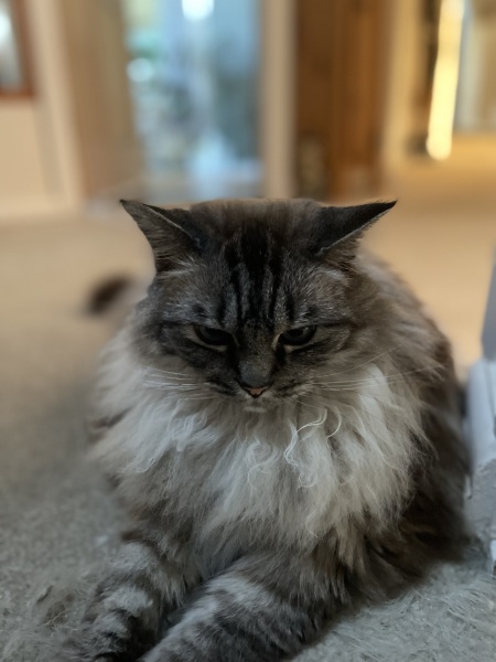 Ragdolls